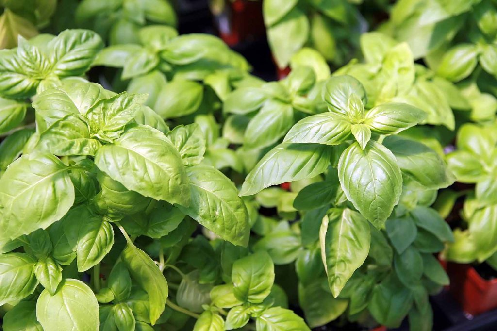 Image of Basil plant
